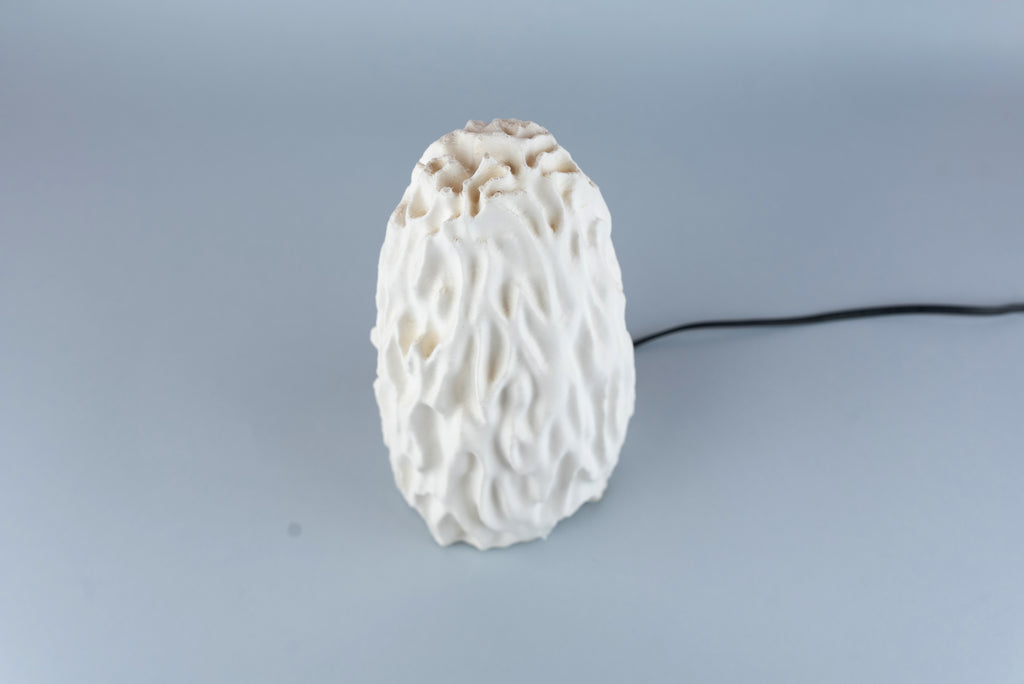 Untouched Coral