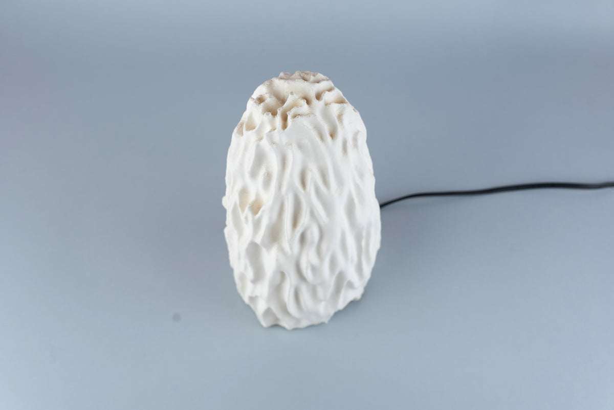 Untouched Coral